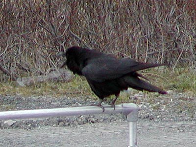 Uber Crow